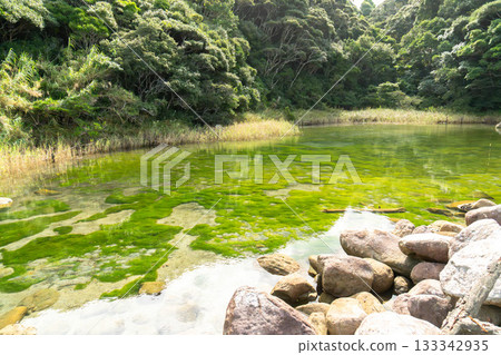 出島禦池的白色鬱金香 出島禦池的白色鬱金香 133342935