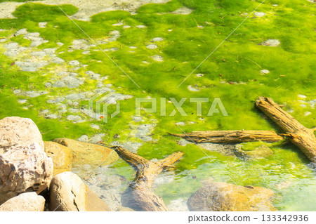 出島禦池的白色鬱金香 133342936