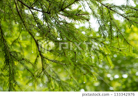 Fir Tree Branches with Dew Drops, Close-Up Fir Tree Branches with Dew Drops, Close-Up 133342976
