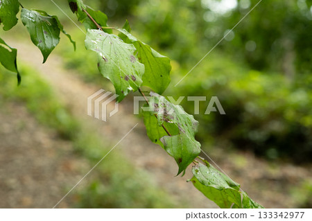 Deciduous forest, green foliage, brown spots on the leaves. Deciduous forest, green foliage, brown spots on the leaves. 133342977