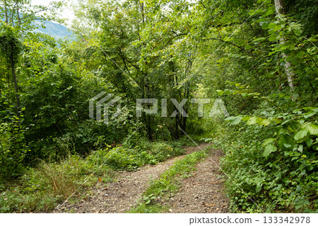 Deciduous forest, fresh green foliage, greenwood, path in the forest 133342978