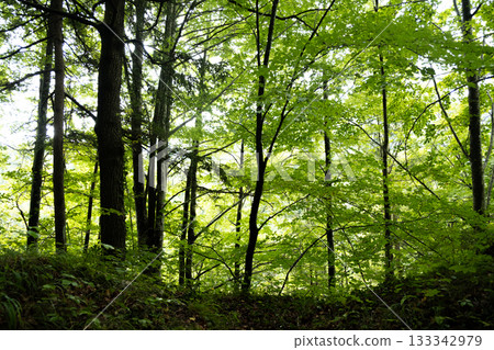 Green Forest with Sunlit Trees and Fresh Summer Foliage Green Forest with Sunlit Trees and Fresh Summer Foliage 133342979