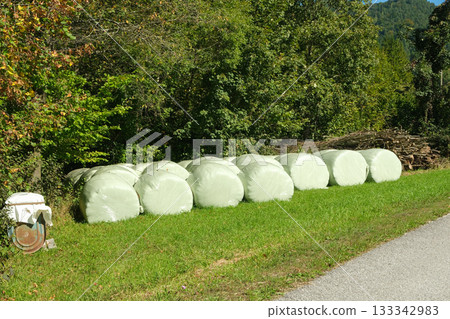 Wrapped silage bales in an alpine meadow, hay bales 133342983