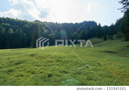 forest on a grassy meadow in mountains forest on a grassy meadow in mountains 133343101