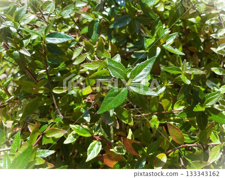 Abelia 33, a vibrant plant that shines in the sunlight Abelia 33, a vibrant plant that shines in the sunlight 133343162