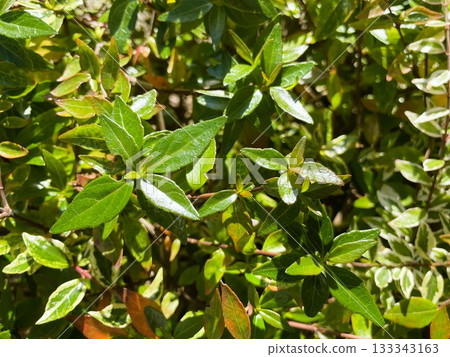 Abelia 34, a vibrant plant that shines in the sunlight 133343163