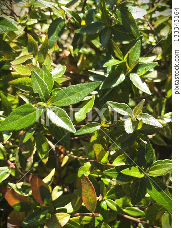 Abelia 35, a vibrant plant that shines in the sunlight Abelia 35, a vibrant plant that shines in the sunlight 133343164