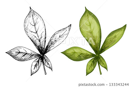 Baobab leaf. Vintage vector hatching illustration isolated on white Baobab leaf. Vintage vector hatching illustration isolated on white 133343244