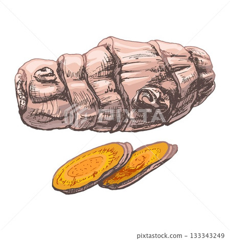 Turmeric root with slice. Vector vintage engraved Turmeric root with slice. Vector vintage engraved 133343249