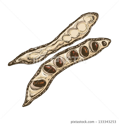 Carob pod with seeds. Vector color vintage hatching illustration isolated Carob pod with seeds. Vector color vintage hatching illustration isolated 133343253