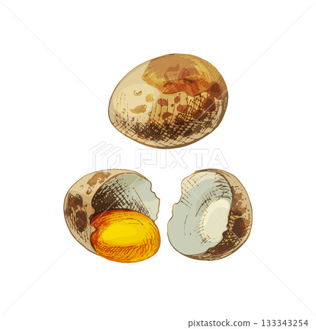 Whole and broken brown quail egg shell. Vector vintage hatching 133343254
