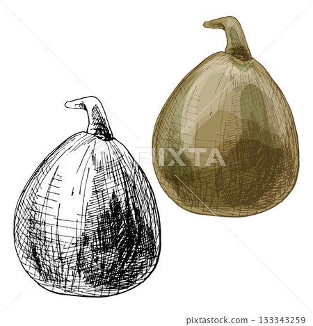 Whole baobab fruit. Vintage vector hatching illustration isolated on white Whole baobab fruit. Vintage vector hatching illustration isolated on white 133343259