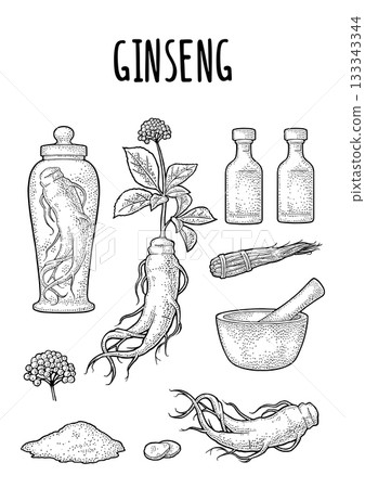 Root and leaves panax ginseng. Vector vintage engrave illustration 133343344