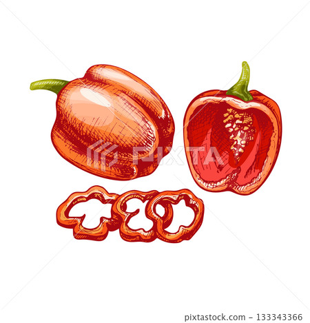 Whole half and slice sweet red bell peppers. Vector vintage hatching color illustration. 133343366