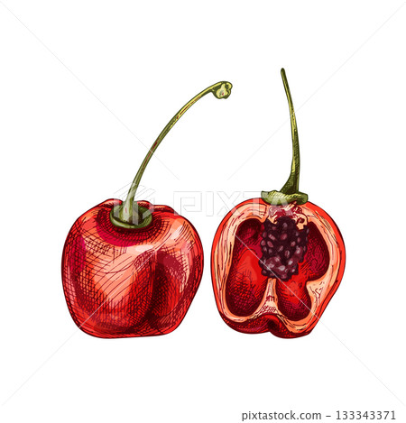 Whole and half pepper rocoto. Vector vintage hatching color illustration. Whole and half pepper rocoto. Vector vintage hatching color illustration. 133343371