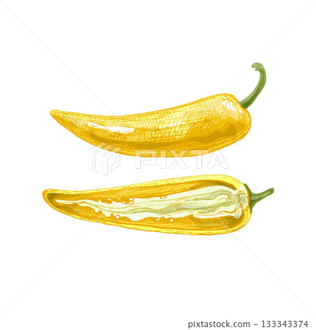 Whole and half banana pepper. Vector vintage hatching color illustration. Whole and half banana pepper. Vector vintage hatching color illustration. 133343374