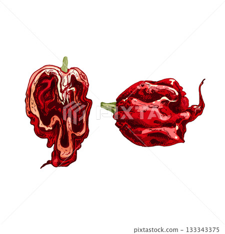 Whole and half pepper tabasco. Vector vintage hatching color illustration. Whole and half pepper tabasco. Vector vintage hatching color illustration. 133343375