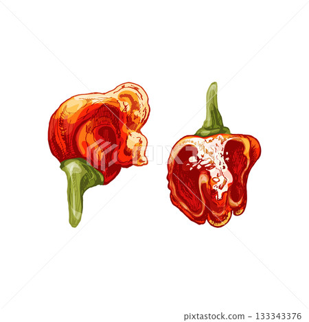 Whole and half pepper dragon breath. Vector vintage hatching color illustration. Whole and half pepper dragon breath. Vector vintage hatching color illustration. 133343376