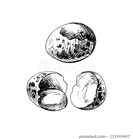 Whole and broken brown quail egg shell. Vector vintage hatching 133343407