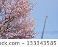 Cherry blossoms blooming at a construction site 133343585