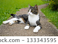 The cat lies on the path in the yard near the green grass. 133343595