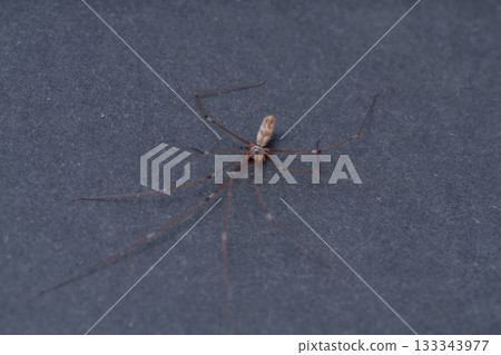 spider on the floor spider on the floor 133343977