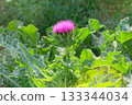 Medicinal plant. Silybum marianum with thornes and purple flower is growing on green nature background. Wild herb in sunny day. 133344034