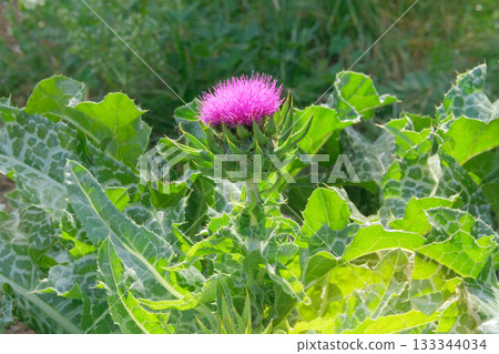 Medicinal plant. Silybum marianum with thornes and purple flower is growing on green nature background. Wild herb in sunny day. Medicinal plant. Silybum marianum with thornes and purple flower is growing on green nature background. Wild herb in sunny day. 133344034