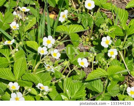Blooming strawberry plants with white flowers among various herbs in a forest clearing Blooming strawberry plants with white flowers among various herbs in a forest clearing 133344130