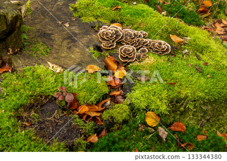 Mushrooms shaped like petals of roses 133344380