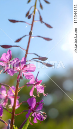 Purple wildflowers blooming under bright sunlight 133344381