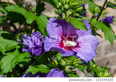 Close-up of raindrops on a hibiscus flower Close-up of raindrops on a hibiscus flower 133344385