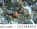 Crimson Rosella, Platycercus elegans, perched Crimson Rosella, Platycercus elegans, perched 133344454