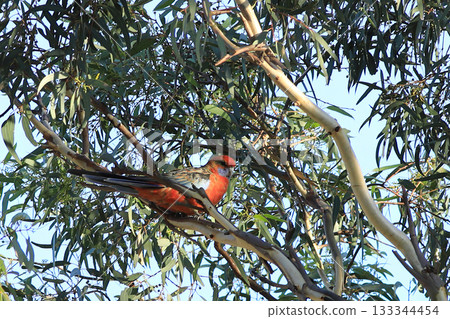 Crimson Rosella, Platycercus elegans, perched 133344454