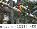 Eastern Rosella, Platycercus eximius, perched Eastern Rosella, Platycercus eximius, perched 133344455