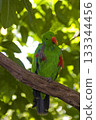Vertical of a Eclectus Parrot, Eclectus roratus Vertical of a Eclectus Parrot, Eclectus roratus 133344456