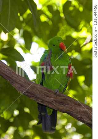 Vertical of a Eclectus Parrot, Eclectus roratus Vertical of a Eclectus Parrot, Eclectus roratus 133344456