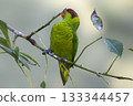 Mindanao Lorikeet, Trichoglossus johnstoniae, on perch Mindanao Lorikeet, Trichoglossus johnstoniae, on perch 133344457