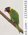 Vertical of a Rainbow Lorikeet, Trichoglossus moluccanus, perched Vertical of a Rainbow Lorikeet, Trichoglossus moluccanus, perched 133344458
