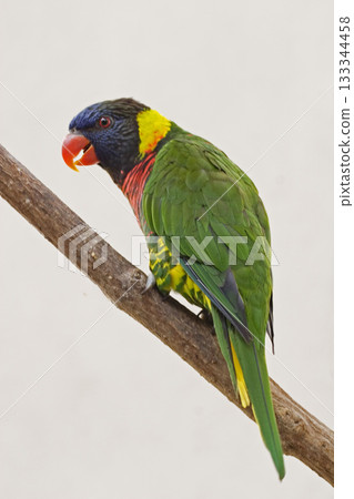 Vertical of a Rainbow Lorikeet, Trichoglossus moluccanus, perched 133344458