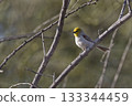 Verdin, Auriparus flaviceps, perched in a tree Verdin, Auriparus flaviceps, perched in a tree 133344459
