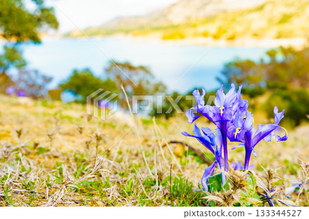 Purple crocus flower on nature, Andalucia Spain Purple crocus flower on nature, Andalucia Spain 133344527