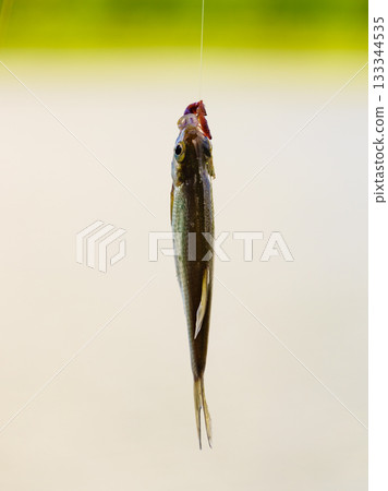Fish hanging on hook on fishing rod. Fish hanging on hook on fishing rod. 133344535