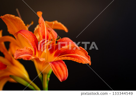 Rich orange lily petals on black background 133344549