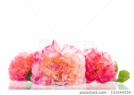 bouquet of delicate roses close-up on white background 133344550