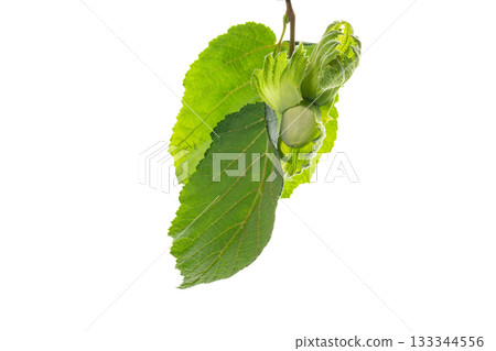 Closeup of ripe green hazelnut growing outside Closeup of ripe green hazelnut growing outside 133344556
