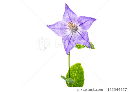 Purple Platycodon close-up on a white background 133344557