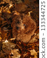 Cute brown puppy playing in colorful autumn leaves on a sunny day in the park 133344725
