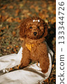 Cute brown puppy stands on a white blanket surrounded by autumn leaves in a sunny park 133344726