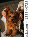Cute small brown dog being held by a person with long dark hair outdoors in warm sunlight 133344728